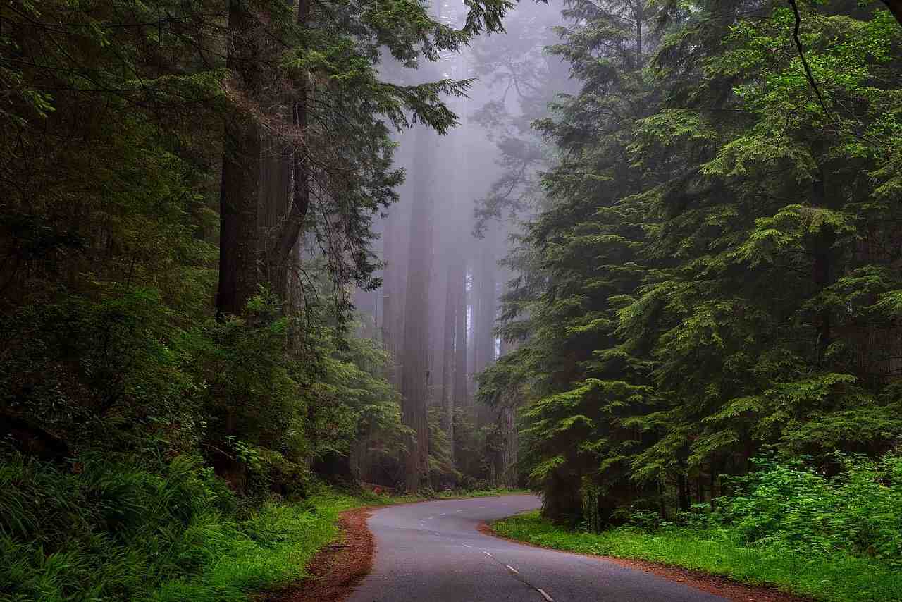 redwood national park, californie, paysage