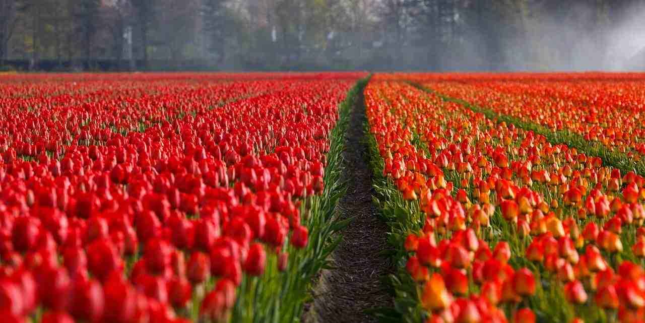 tulipes, tulipe, sur le terrain
