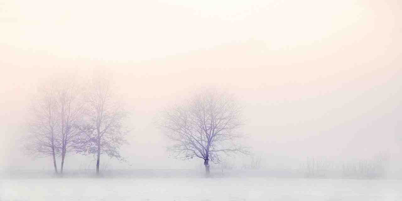 paysage d'hiver, arbres, neige