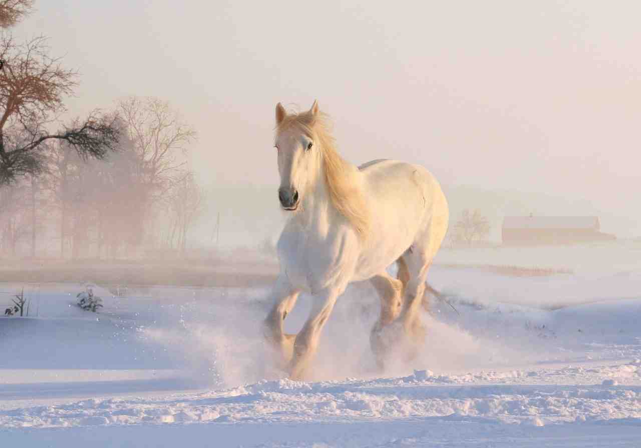 cheval blanc, hiver, neige